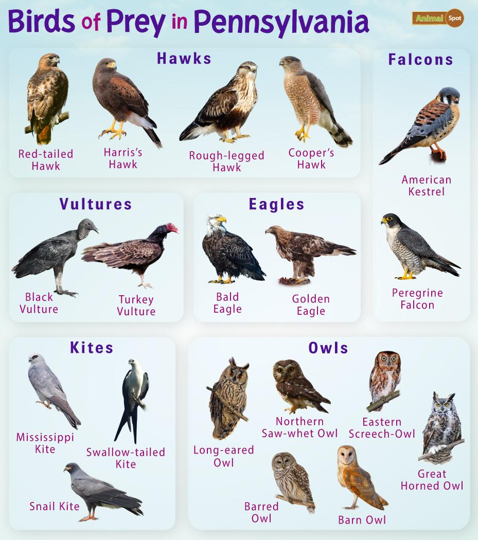 Birds of Prey in Pennsylvania – Facts, List, Pictures